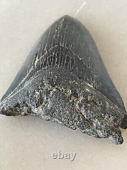 4 Inch Real Megalodon Shark Tooth Fossil