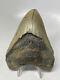 4 Inch Real Megalodon Shark Tooth Fossil Giant Genuine Light Gray Brown Teeth