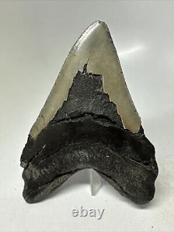 4 Inch Real Megalodon Shark Tooth Fossil Giant Genuine Light Gray Brown Teeth