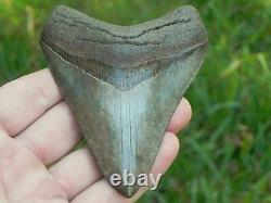 4+ Inch Serrated Megalodon Fossil Miocene Shark Tooth Teeth. Amazing Tooth