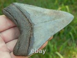 4+ Inch Serrated Megalodon Fossil Miocene Shark Tooth Teeth. Amazing Tooth