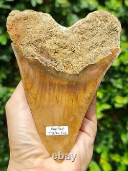 #512 5.82 Indonesian Megalodon Shark Tooth / Repaired