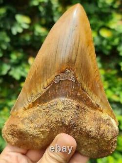 #512 5.82 Indonesian Megalodon Shark Tooth / Repaired