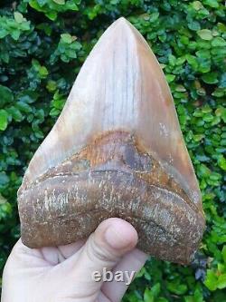 #564 6.00 x 4.53 TOP Indonesian Megalodon Shark Tooth 100% NATURAL