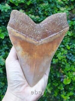#564 6.00 x 4.53 TOP Indonesian Megalodon Shark Tooth 100% NATURAL