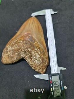 #564 6.00 x 4.53 TOP Indonesian Megalodon Shark Tooth 100% NATURAL