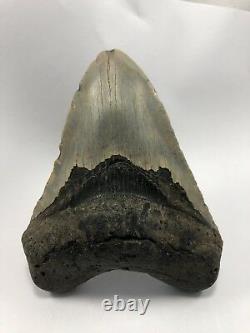 5.00 Rare MEGALODON Fossil Color Shark Teeth All Natural Ocean Tooth Beach(B76)