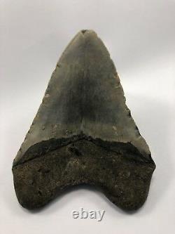 5.00 Rare MEGALODON Fossil Color Shark Teeth All Natural Ocean Tooth Beach(B76)