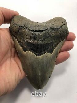 5.00 Rare MEGALODON Fossil Color Shark Teeth All Natural Ocean Tooth Beach(B76)