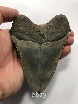 5.00 Rare MEGALODON Fossil Color Shark Teeth All Natural Ocean Tooth Beach(B76)