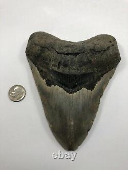 5.00 Rare MEGALODON Fossil Color Shark Teeth All Natural Ocean Tooth Beach(B76)