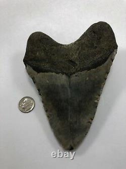 5.00 Rare MEGALODON Fossil Color Shark Teeth All Natural Ocean Tooth Beach(B76)