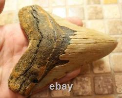 5.01 Large Megalodon Shark Tooth Fossil