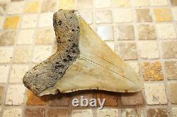 5.01 Large Megalodon Shark Tooth Fossil