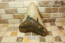 5.01 Large Megalodon Shark Tooth Fossil