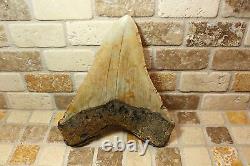 5.01 Large Megalodon Shark Tooth Fossil