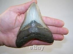 5.01 Megalodon Fossil Shark Tooth Teeth 7.8 oz Free Stand! NO RESTORATION