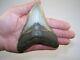 5.01 Megalodon Fossil Shark Tooth Teeth 7.8 Oz Free Stand! No Restoration