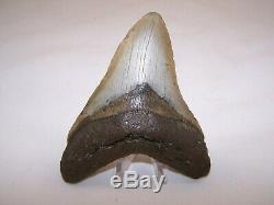 5.01 Megalodon Fossil Shark Tooth Teeth 7.8 oz Free Stand! NO RESTORATION