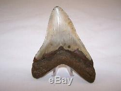 5.01 Megalodon Fossil Shark Tooth Teeth 7.8 oz Free Stand! NO RESTORATION