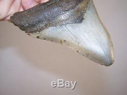 5.01 Megalodon Fossil Shark Tooth Teeth 7.8 oz Free Stand! NO RESTORATION