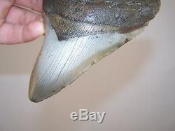 5.01 Megalodon Fossil Shark Tooth Teeth 7.8 oz Free Stand! NO RESTORATION