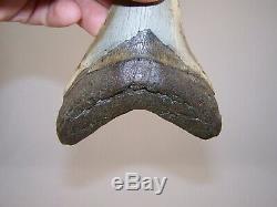 5.01 Megalodon Fossil Shark Tooth Teeth 7.8 oz Free Stand! NO RESTORATION