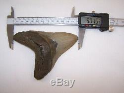 5.01 Megalodon Fossil Shark Tooth Teeth 7.8 oz Free Stand! NO RESTORATION