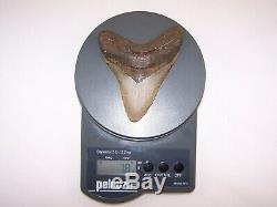 5.01 Megalodon Fossil Shark Tooth Teeth 7.8 oz Free Stand! NO RESTORATION