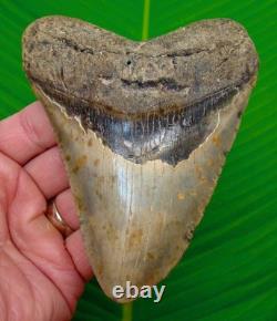 5.02 MEGALODON SHARK TOOTH Real Fossil XL BIG Sharks Teeth