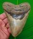 5.02 Megalodon Shark Tooth Real Fossil Xl Big Sharks Teeth