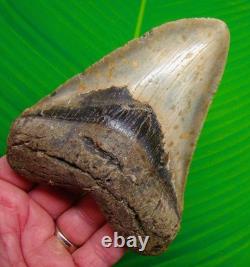 5.02 MEGALODON SHARK TOOTH Real Fossil XL BIG Sharks Teeth
