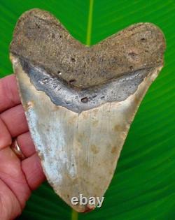 5.02 MEGALODON SHARK TOOTH Real Fossil XL BIG Sharks Teeth