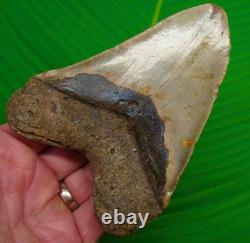 5.02 MEGALODON SHARK TOOTH Real Fossil XL BIG Sharks Teeth