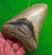 5.02 Megalodon Shark Tooth Real Fossil Xl Big Sharks Teeth No Restorations