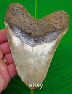 5.02 MEGALODON SHARK TOOTH Real Fossil XL BIG Sharks Teeth NO Restorations