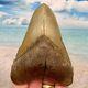 5.03 Megalodon Fossil Shark Tooth Serrations! No Restoration Or Repair