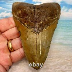 5.03 Megalodon Fossil Shark Tooth Serrations! No Restoration or Repair