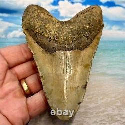 5.03 Megalodon Fossil Shark Tooth Serrations! No Restoration or Repair