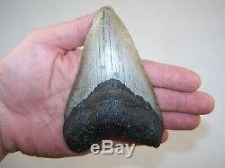 5.03 Megalodon Fossil Shark Tooth Teeth 8.8 oz Free Stand! NO RESTORATION