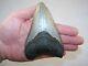5.03 Megalodon Fossil Shark Tooth Teeth 8.8 Oz Free Stand! No Restoration
