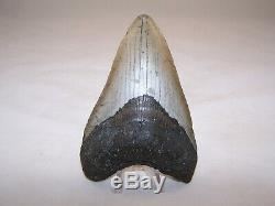 5.03 Megalodon Fossil Shark Tooth Teeth 8.8 oz Free Stand! NO RESTORATION