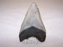 5.03 Megalodon Fossil Shark Tooth Teeth 8.8 oz Free Stand! NO RESTORATION