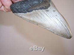 5.03 Megalodon Fossil Shark Tooth Teeth 8.8 oz Free Stand! NO RESTORATION