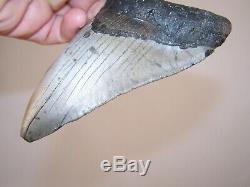 5.03 Megalodon Fossil Shark Tooth Teeth 8.8 oz Free Stand! NO RESTORATION