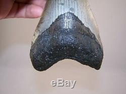 5.03 Megalodon Fossil Shark Tooth Teeth 8.8 oz Free Stand! NO RESTORATION