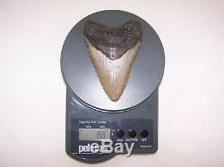 5.03 Megalodon Fossil Shark Tooth Teeth 8.8 oz Free Stand! NO RESTORATION