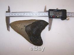 5.03 Megalodon Fossil Shark Tooth Teeth 8.8 oz Free Stand! NO RESTORATION