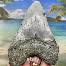 5.04 Megalodon Fossil Shark Tooth Natural Fossil No Restoration or Repair