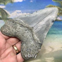 5.04 Megalodon Fossil Shark Tooth Natural Fossil No Restoration or Repair